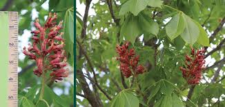 Attēlu rezultāti vaicājumam “Aesculus x hybrida flower”