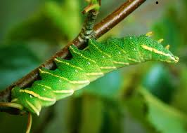 Attēlu rezultāti vaicājumam “Endromidae”