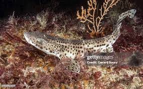 Image result for Scyliorhinus canicula