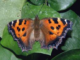 Attēlu rezultāti vaicājumam “Nymphalis xanthomelas pupa”