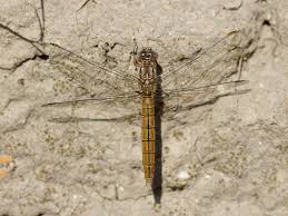 Attēlu rezultāti vaicājumam “Orthetrum brunneum”