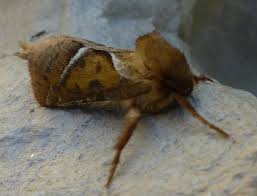 Attēlu rezultāti vaicājumam “Hepialus sylvina”