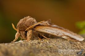 Attēlu rezultāti vaicājumam “Pheosia gnoma male”