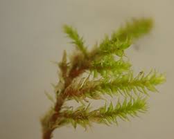 Attēlu rezultāti vaicājumam “Antitrichia curtipendula macro”