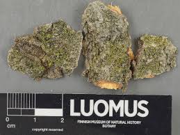 Attēlu rezultāti vaicājumam “Candelariella sp.”