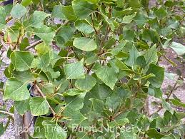 Attēlu rezultāti vaicājumam “Populus”