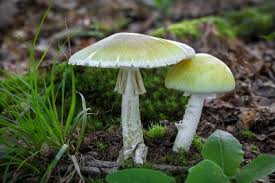 Attēlu rezultāti vaicājumam “Amanita phalloides”