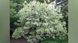 Attēlu rezultāti vaicājumam “Chionanthus virginicus”