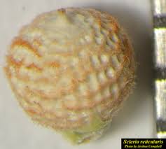 Attēlu rezultāti vaicājumam “Reticularia sp.”