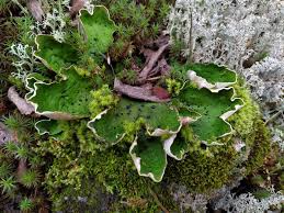 Attēlu rezultāti vaicājumam “Peltigera”