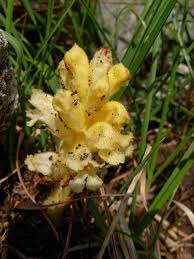 Attēlu rezultāti vaicājumam “Orobanche reticulata”