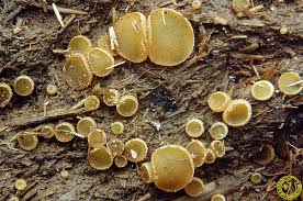 Attēlu rezultāti vaicājumam “Ascobolus furfuraceus”