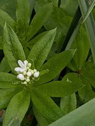 Attēlu rezultāti vaicājumam “Galium odoratum leaf”