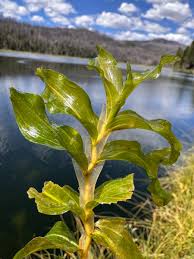 Attēlu rezultāti vaicājumam “Potamogeton praelongus”