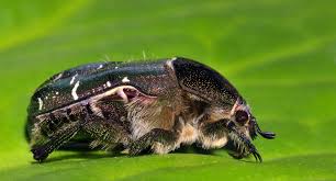 Attēlu rezultāti vaicājumam “Cetonia aurata”