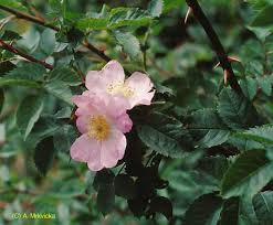 Attēlu rezultāti vaicājumam “Rosa subcanina”