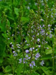 Attēlu rezultāti vaicājumam “Veronica officinalis leaf”