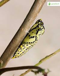 Attēlu rezultāti vaicājumam “Aporia crataegi pupa”