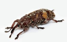 Attēlu rezultāti vaicājumam “Pissodes castaneus”