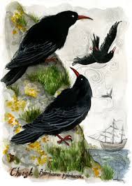Image result for Pyrrhocorax pyrrhocorax