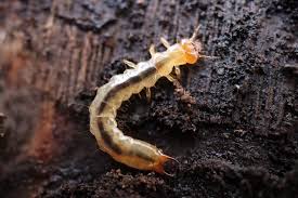 Attēlu rezultāti vaicājumam “Pyrochroidae larva”