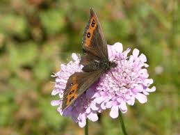 Attēlu rezultāti vaicājumam “Erebia ligea”