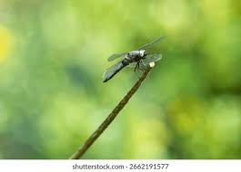 Attēlu rezultāti vaicājumam “Libellula fulva male”