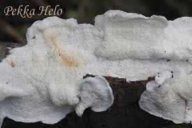 Attēlu rezultāti vaicājumam “Plicatura nivea”