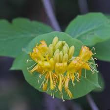Attēlu rezultāti vaicājumam “Lonicera caerulea var. pallasii flower”