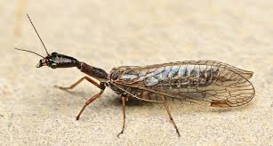 Attēlu rezultāti vaicājumam “Raphidioptera imago”