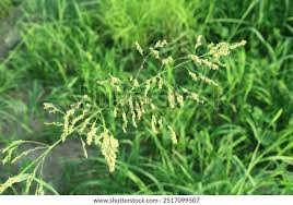 Attēlu rezultāti vaicājumam “Glyceria striata leaf”
