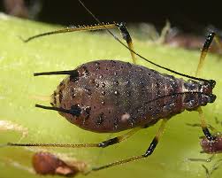 Attēlu rezultāti vaicājumam “Uroleucon hypochoeridis”