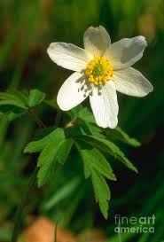 Attēlu rezultāti vaicājumam “Anemone nemorosa leaf”