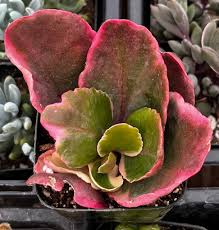Image result for Kalanchoe blossfeldiana