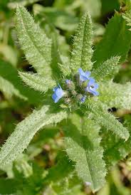 Attēlu rezultāti vaicājumam “Anchusa arvensis”
