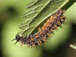 Attēlu rezultāti vaicājumam “Araschnia levana”