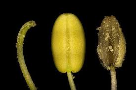 Attēlu rezultāti vaicājumam “Aquilegia vulgaris bud”