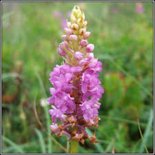 Attēlu rezultāti vaicājumam “Gymnadenia conopsea leaf”