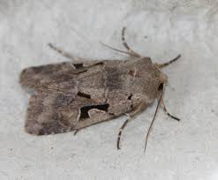 Attēlu rezultāti vaicājumam “Orthosia gothica”