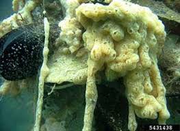 Attēlu rezultāti vaicājumam “Diderma subincarnatum sessile”