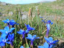 Attēlu rezultāti vaicājumam “Festuca ovina flower”