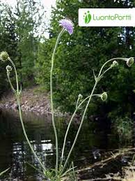 Attēlu rezultāti vaicājumam “Knautia arvensis fruit”