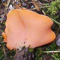 Attēlu rezultāti vaicājumam “Aleuria aurantia”