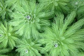 「金魚藻」的圖片搜尋結果