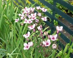 Attēlu rezultāti vaicājumam “Butomus umbellatus flower”