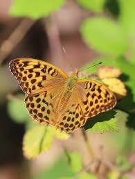 Attēlu rezultāti vaicājumam “Argynnis paphia pupa”