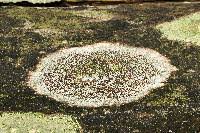 Attēlu rezultāti vaicājumam “Lecanora allophana”