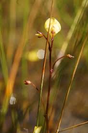 Attēlu rezultāti vaicājumam “Utricularia minor bud”