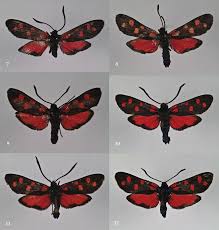 Attēlu rezultāti vaicājumam “Zygaena sp.”