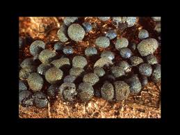 Attēlu rezultāti vaicājumam “Badhamia dubia macro”